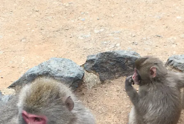 嵐山モンキーパークいわたやまの写真・動画_image_348004