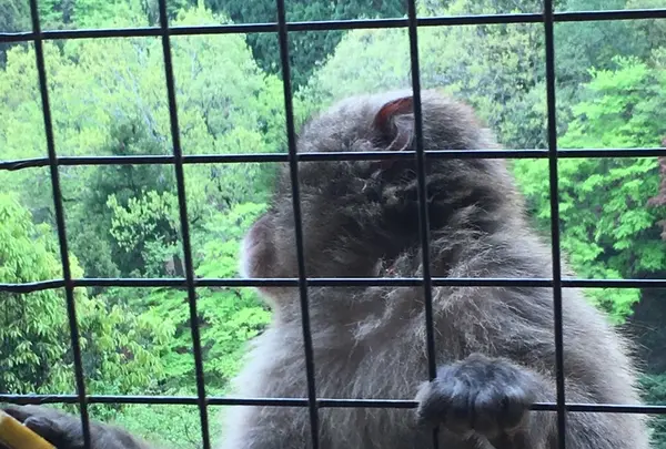 嵐山モンキーパークいわたやまの写真・動画_image_348005