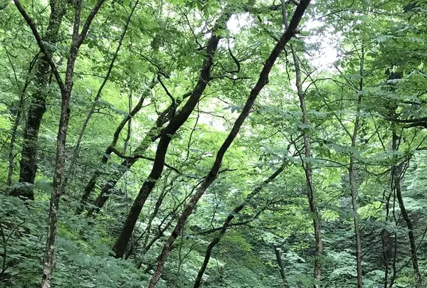 黄金崎不老ふ死温泉の写真・動画_image_348347