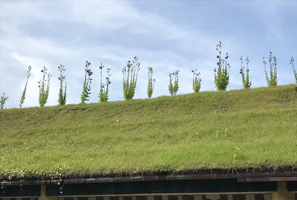 ラコリーナ近江八幡の写真・動画_image_348887