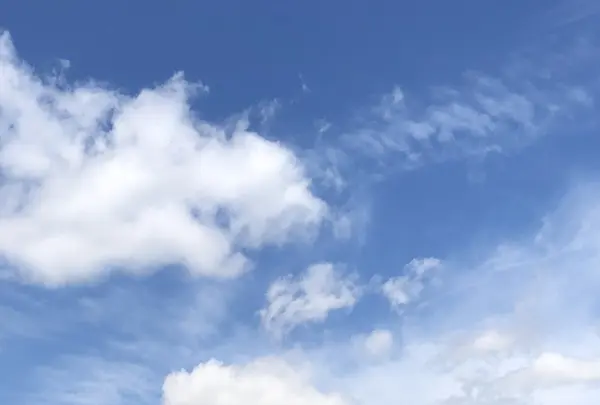 白馬五竜高山植物園の写真・動画_image_348987