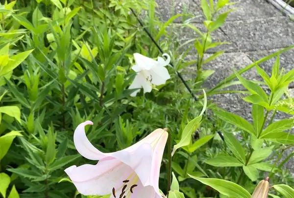 白馬五竜高山植物園の写真・動画_image_348992
