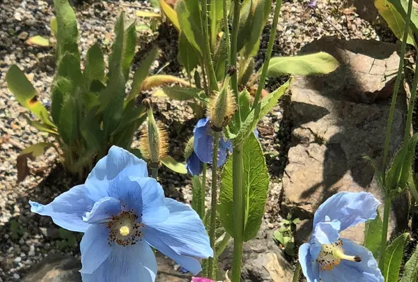 白馬五竜高山植物園の写真・動画_image_348999
