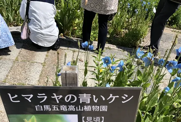 白馬五竜高山植物園の写真・動画_image_349004
