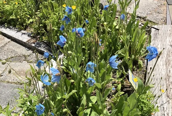 白馬五竜高山植物園の写真・動画_image_349009