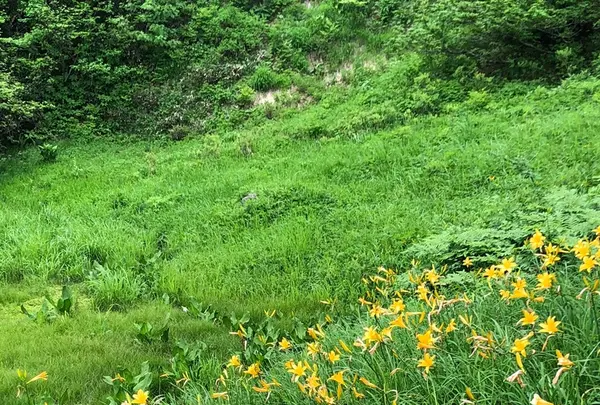 白馬五竜高山植物園の写真・動画_image_349011