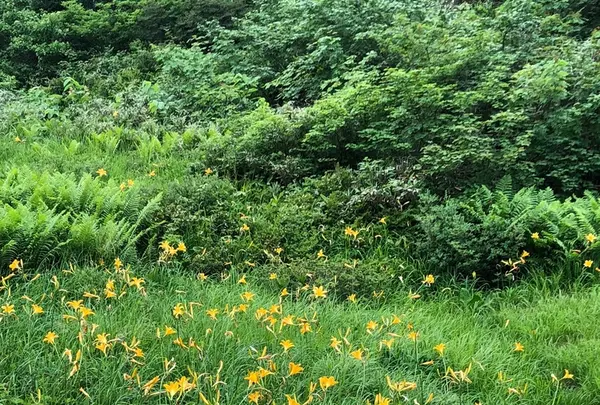 白馬五竜高山植物園の写真・動画_image_349013