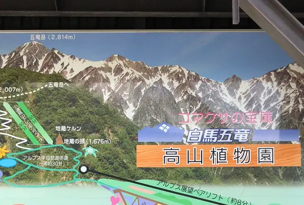 白馬五竜高山植物園の写真・動画_image_349015