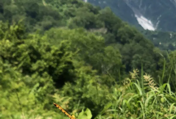 白馬五竜高山植物園の写真・動画_image_349016