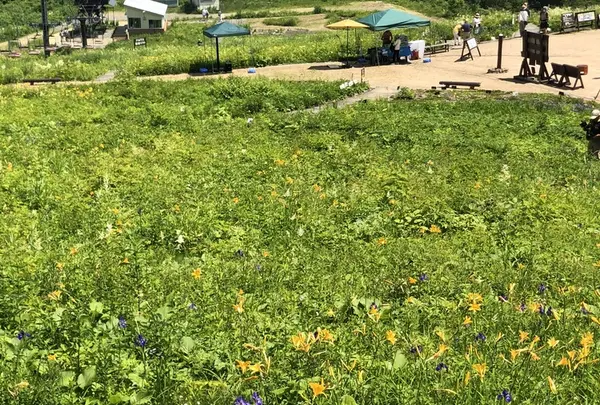 白馬五竜高山植物園の写真・動画_image_349020