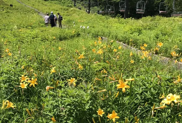 白馬五竜高山植物園の写真・動画_image_349024