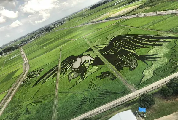 古代蓮の里の写真・動画_image_406216