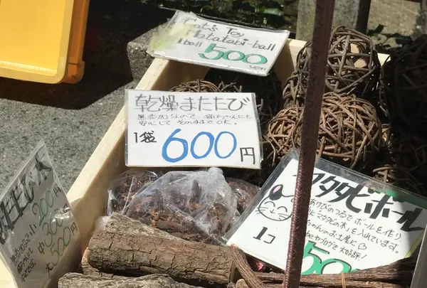 宮川朝市の写真・動画_image_406336