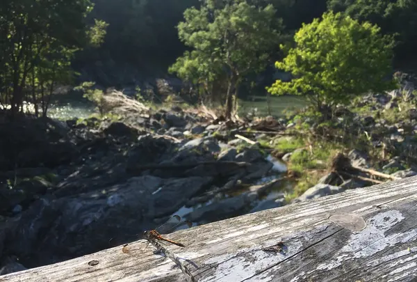 神居古潭の写真・動画_image_407198