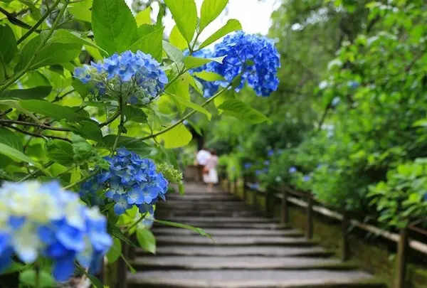 明月院（あじさい寺）の写真・動画_image_407413