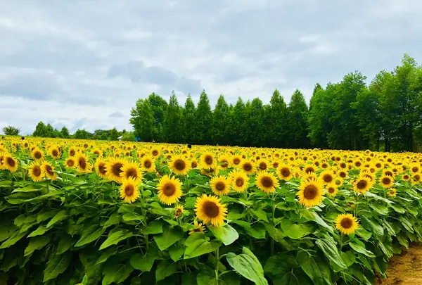 世羅高原農場の写真・動画_image_409619