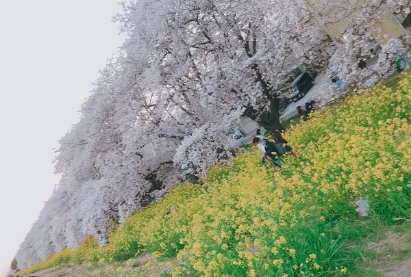 熊谷桜堤の写真・動画_image_413089