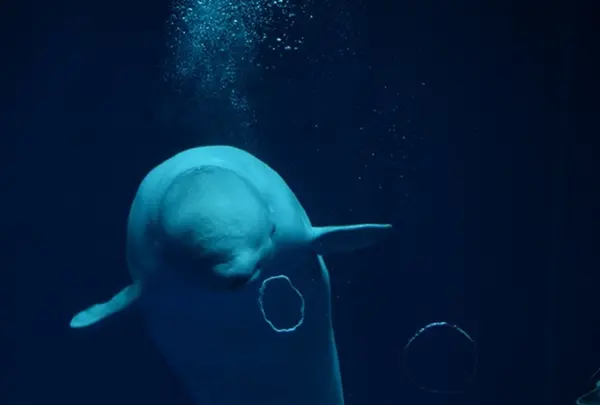 しまね海洋館アクアスの写真・動画_image_416382