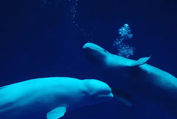 しまね海洋館アクアスの写真・動画_image_416384