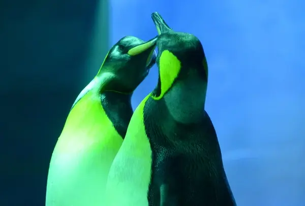 しまね海洋館アクアスの写真・動画_image_416385
