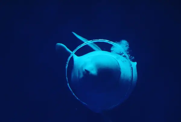しまね海洋館アクアスの写真・動画_image_416387