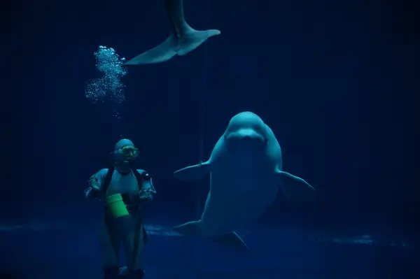 しまね海洋館アクアスの写真・動画_image_416388