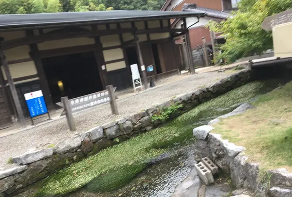 醒井の梅花藻の写真・動画_image_418702