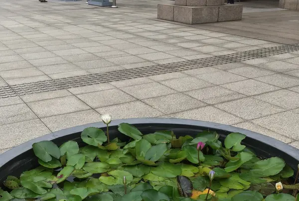 横浜美術館の写真・動画_image_420697