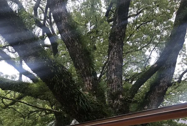 熱田神宮の写真・動画_image_423706