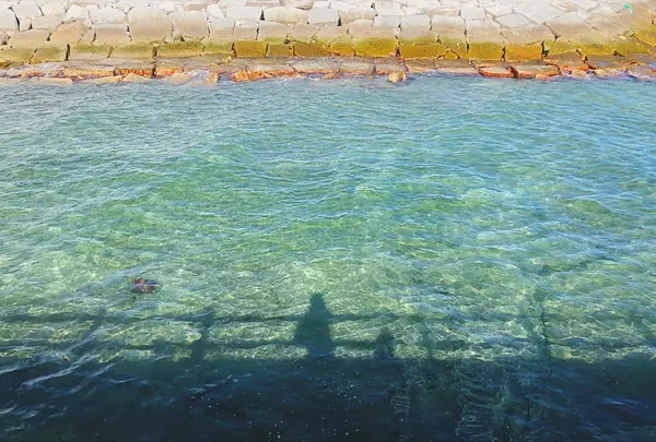 興津海水浴場の写真・動画_image_424334