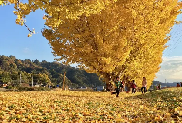 中川村渡場のいちょう並木