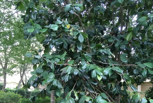 ふなばしアンデルセン公園の写真・動画_image_428354