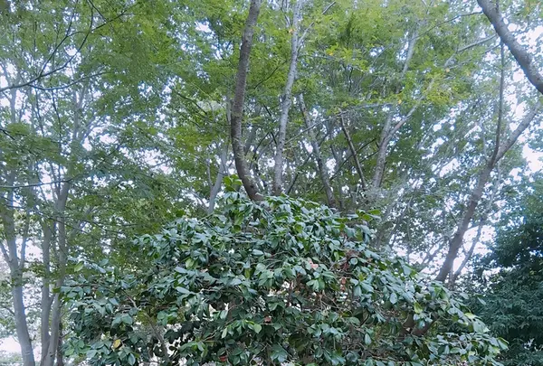 ふなばしアンデルセン公園の写真・動画_image_428356
