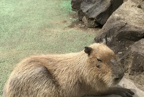 伊豆シャボテン動物公園の写真・動画_image_431895