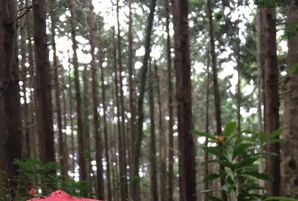 筑波山の写真・動画_image_433439