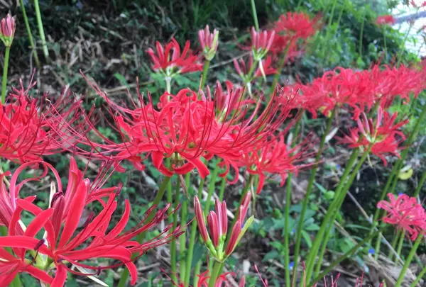 筑波山の写真・動画_image_433440