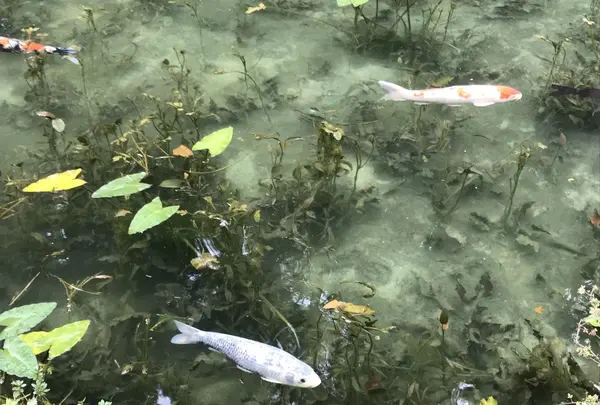 モネの池（名もなき池）の写真・動画_image_433457