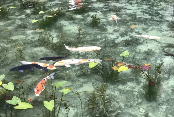 モネの池（名もなき池）の写真・動画_image_433458