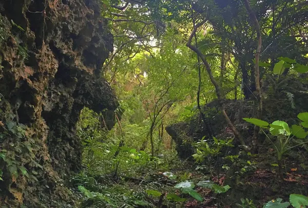 斎場御嶽の写真・動画_image_434025