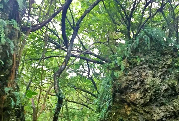 斎場御嶽の写真・動画_image_434027