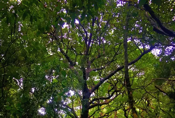 斎場御嶽の写真・動画_image_434029