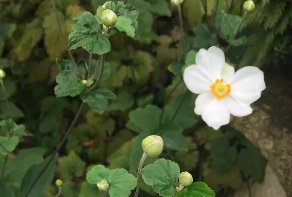常泉寺の写真・動画_image_438876