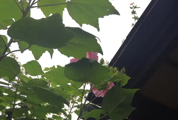 常泉寺の写真・動画_image_438880