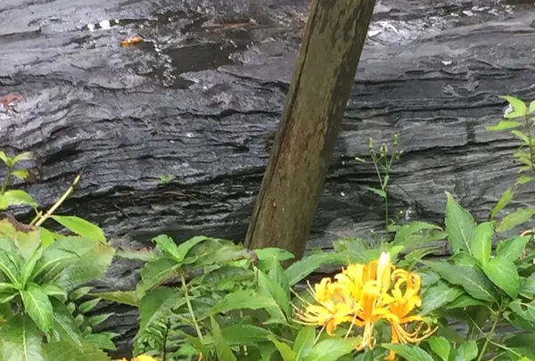 常泉寺の写真・動画_image_438881