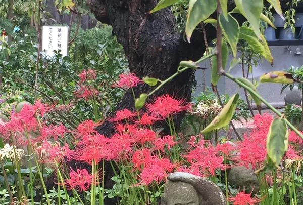 常泉寺の写真・動画_image_438883