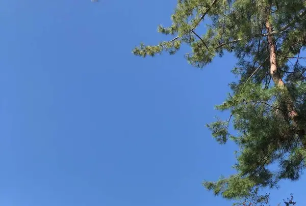 南禅寺の写真・動画_image_441257