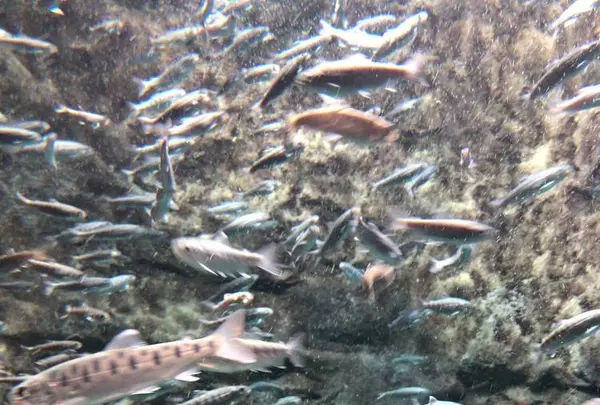 サケのふるさと 千歳水族館の写真・動画_image_441354