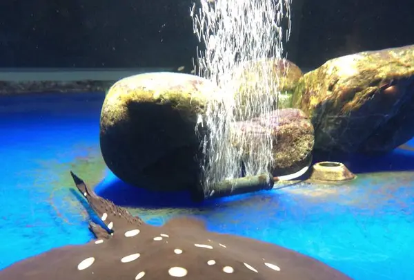 サケのふるさと 千歳水族館の写真・動画_image_441357
