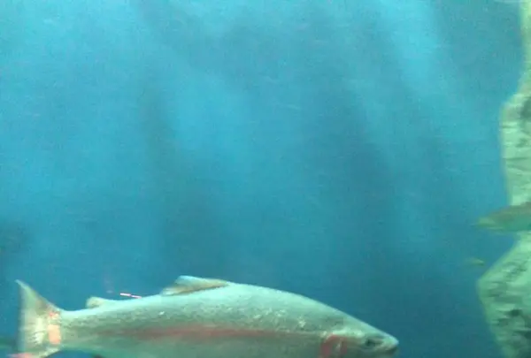 サケのふるさと 千歳水族館の写真・動画_image_441358