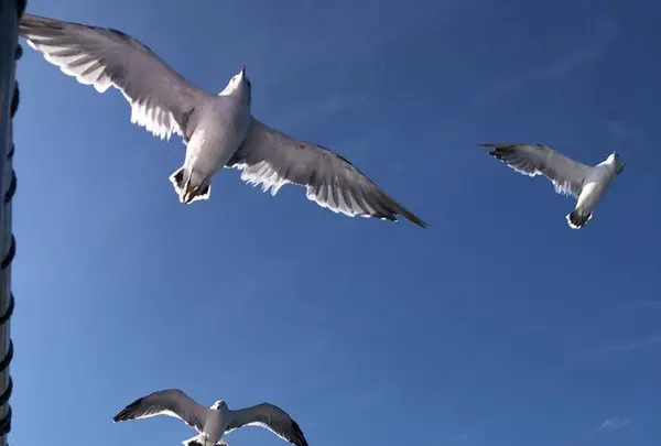 水中展望船ニューしゃこたん号の写真・動画_image_441450